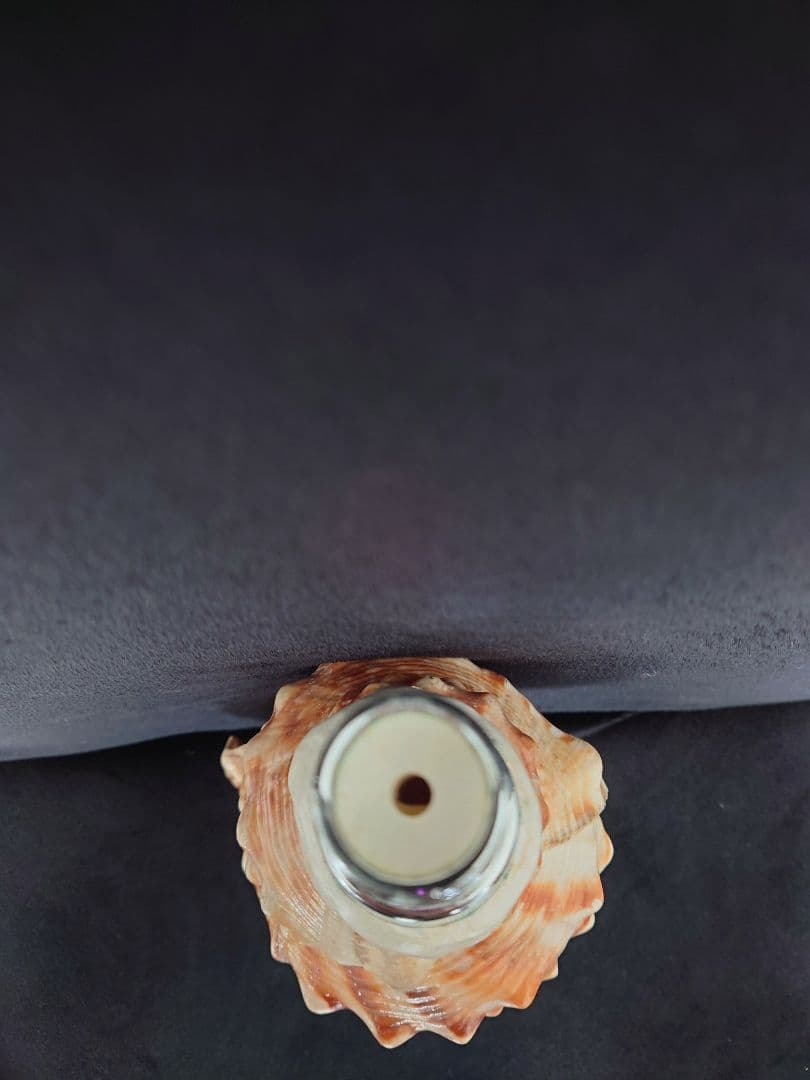 法螺貝　歌口付　ほら貝　ホラガイ