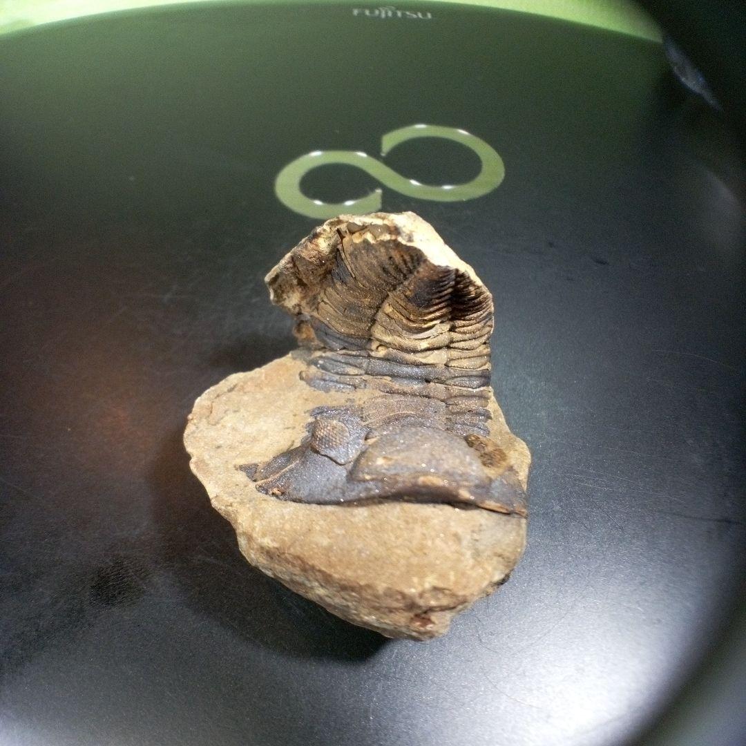 三葉虫　化石　ボリビア産　南アメリカ　trilobite　Bolivia三葉虫⑥