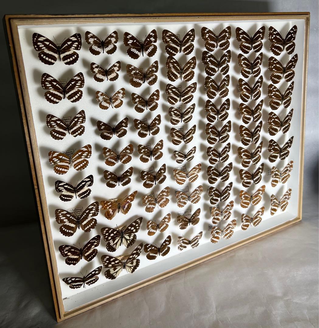 コミスジ蝶採取82/84/88年標本ガラス木箱現状品のみ50x41x6cm
