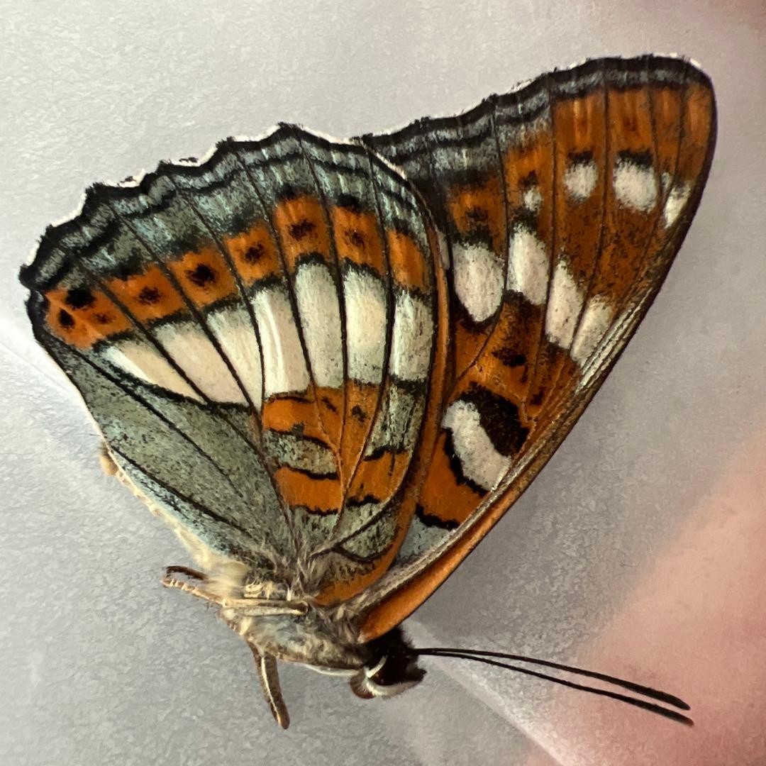 オオイチモンジチョウ　モンゴル産10頭セット売り