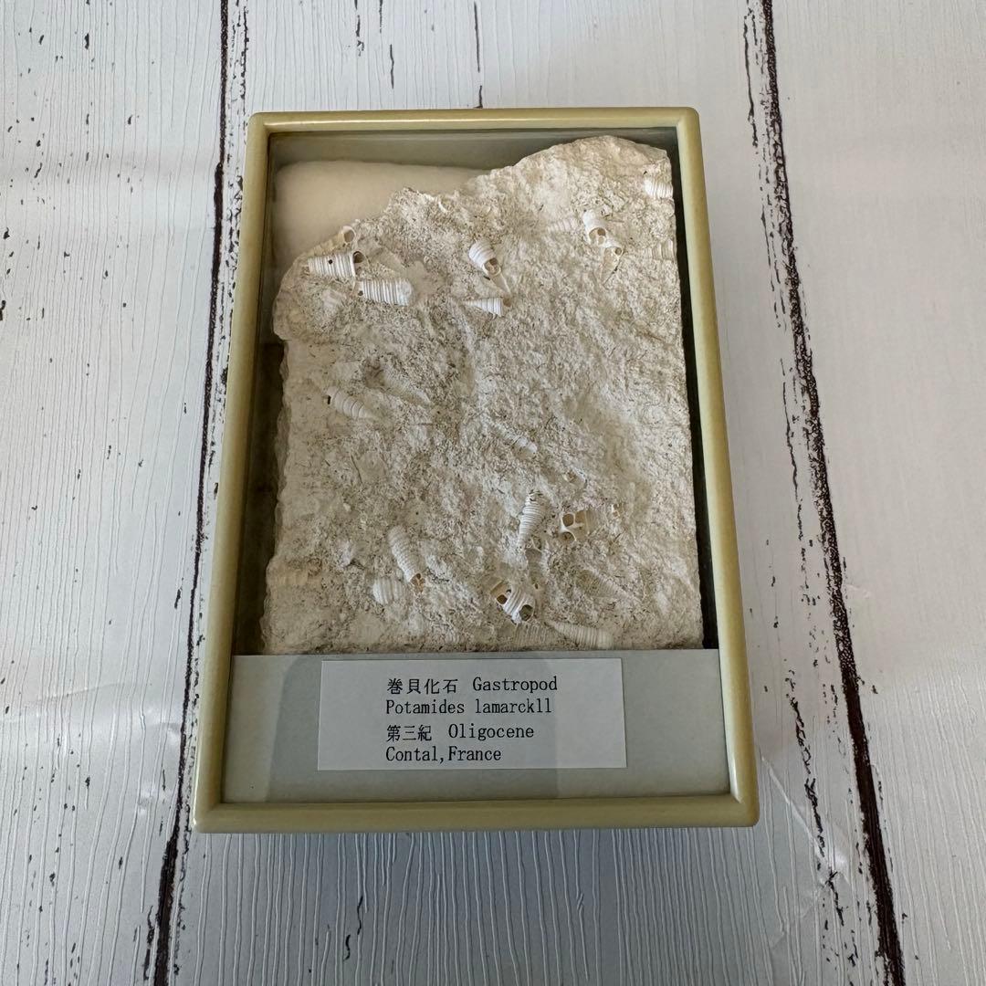 【美品】鉱物　サンゴ　化石　6点セット【総額 1万円以上】