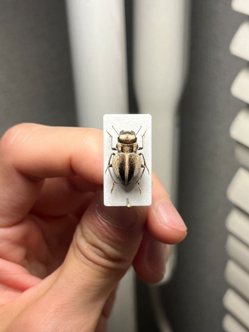 【14mm♀】クワガタモドキゴミムシダマシ Calognathus昆虫標本