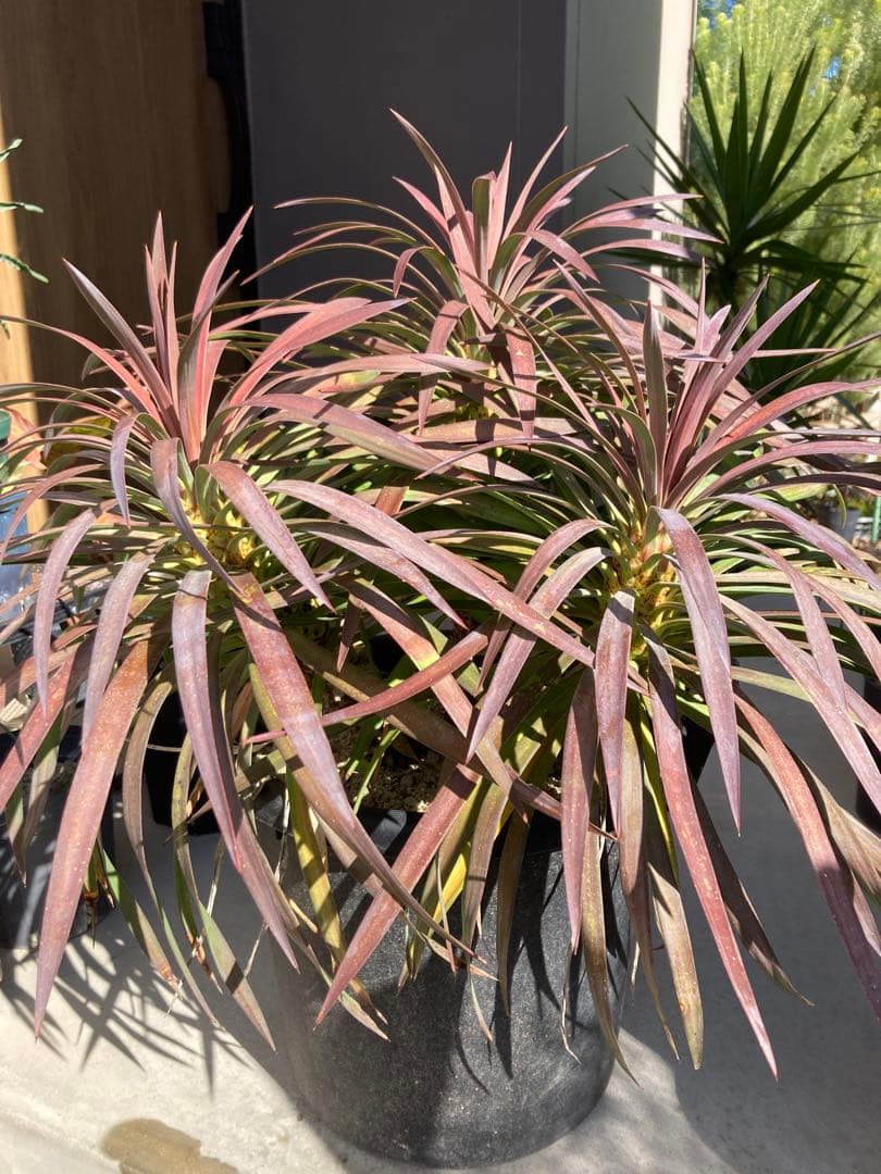 Y*S様 希少　ユッカ　ディスメティアーナ　12号鉢デスメティアーナ　三分等　ス