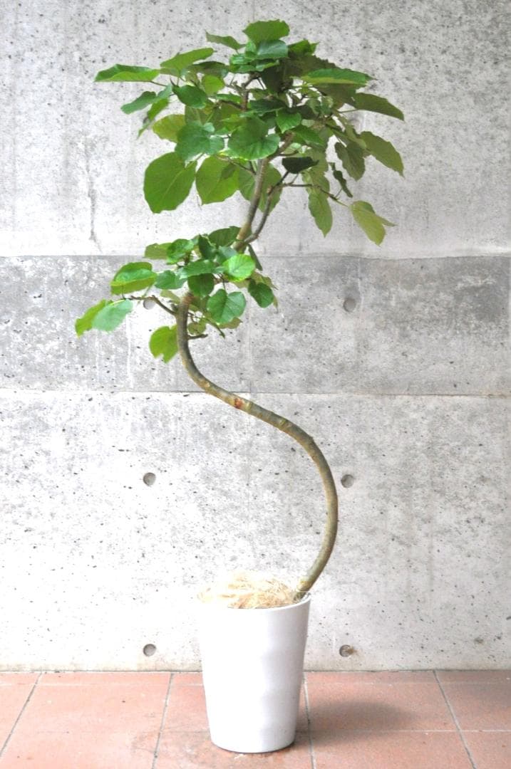 フィカス・ウンベラータ 8号 140cm S-shaped tree form
