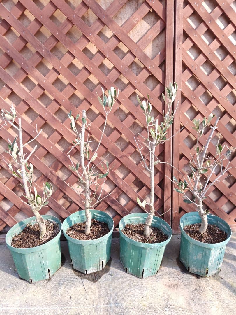 オリーブの木　カラマタ　接ぎ木　4本セット