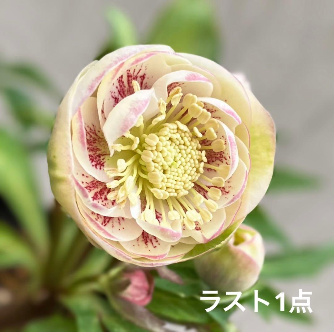 ア*ビ様 ■広瀬園芸■ 昨々シーズン株分け クリスマスローズ