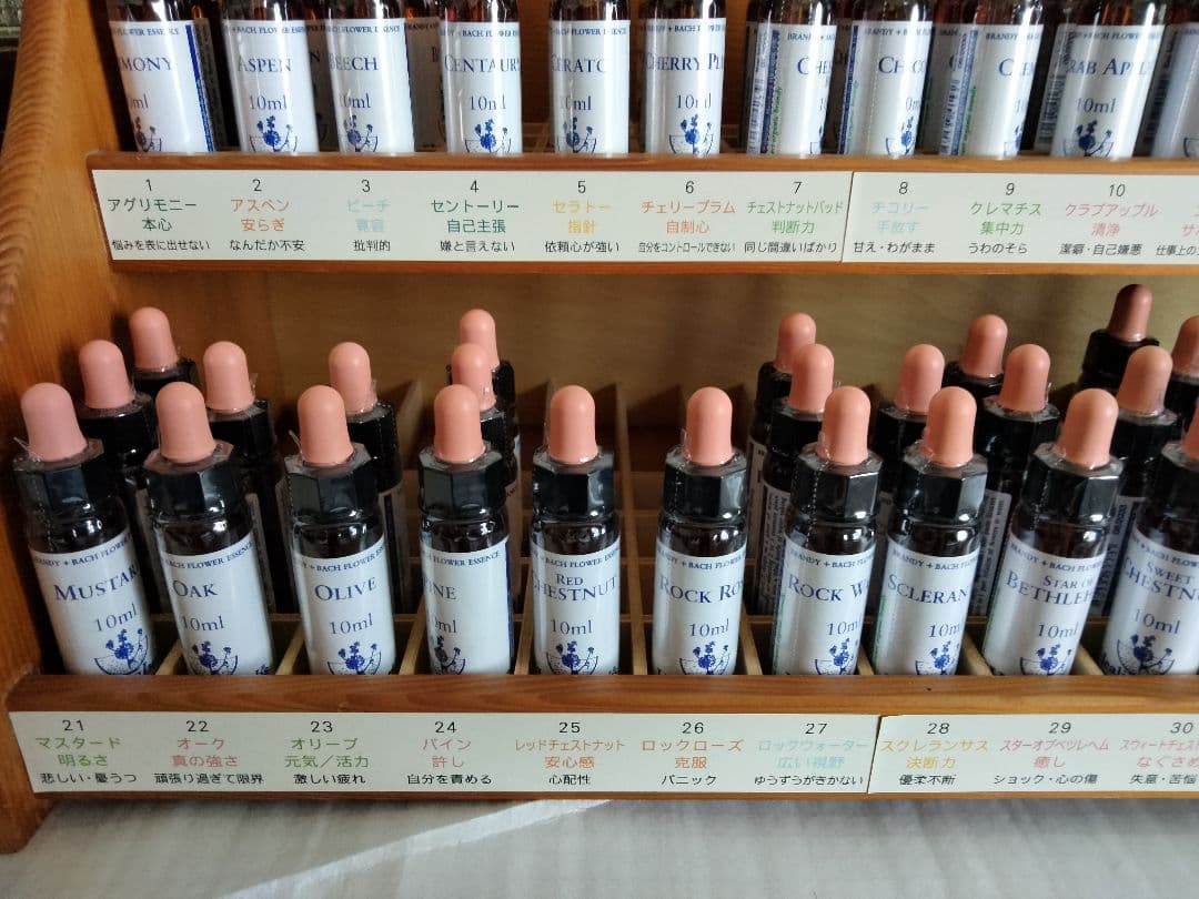 PON☆55様■ ホワイトチェストナット2 チコリ2 インパチェンス1