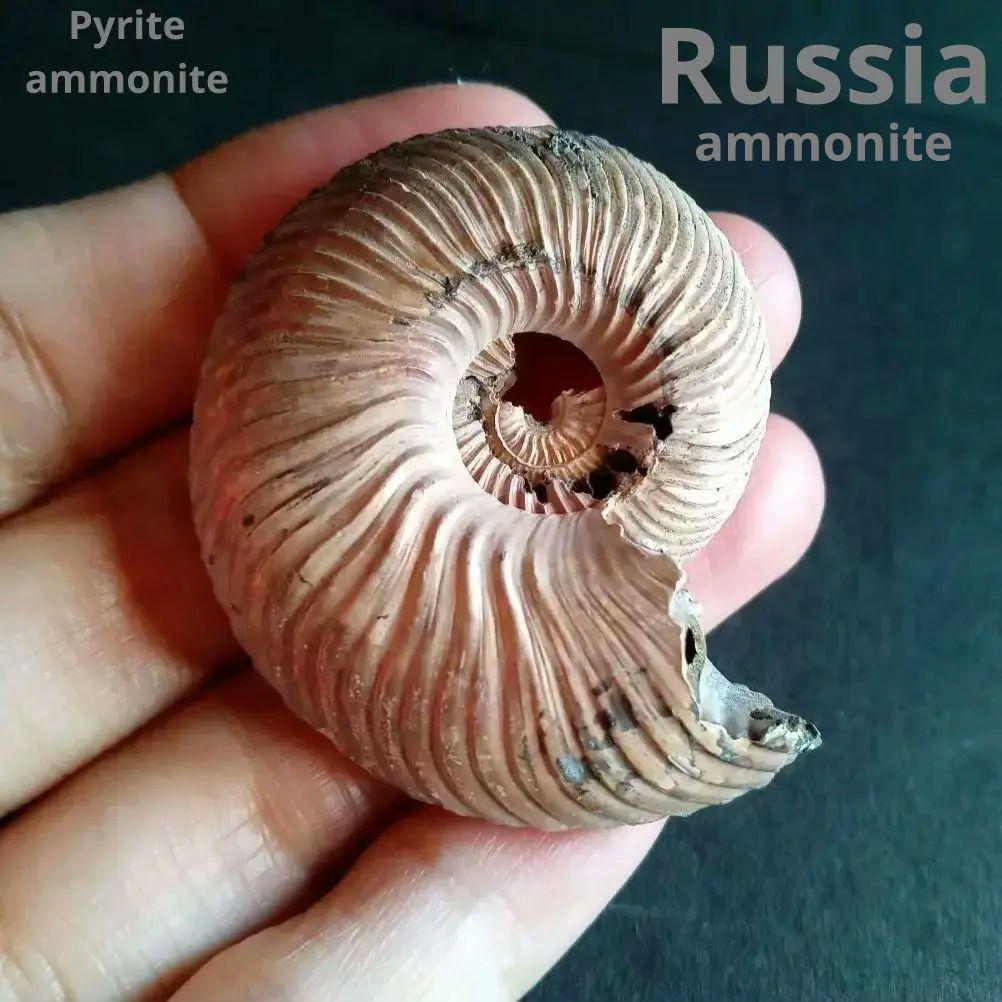 化石　骨格　アンモナイト　50mm　極美麗標本