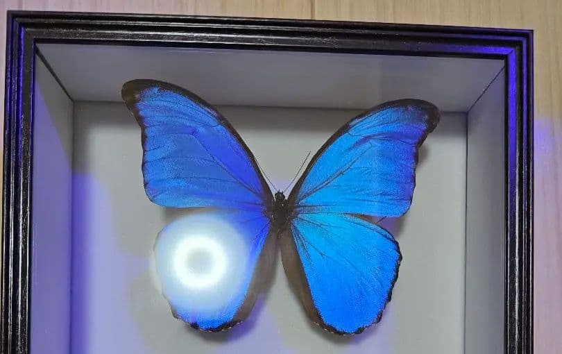 モルフォ蝶 標本 ディディウスモルフォ
