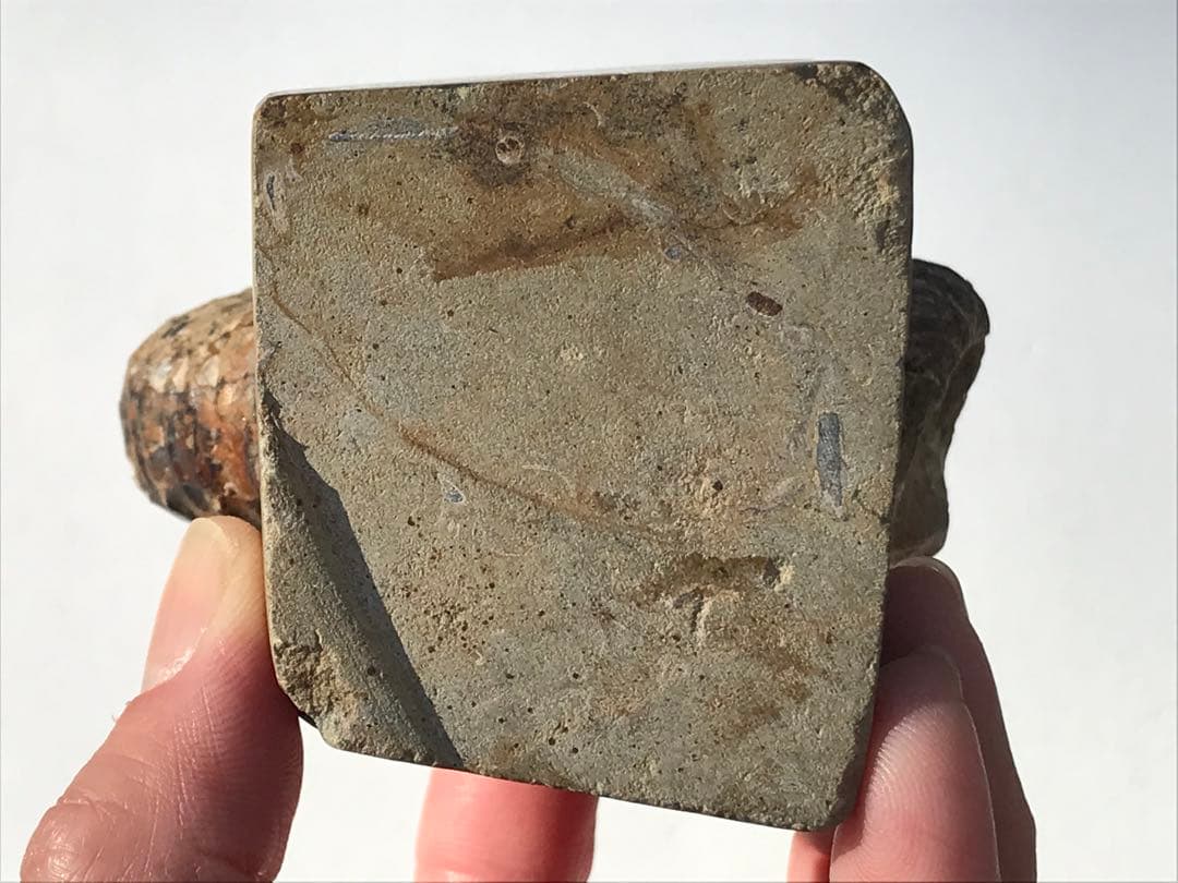 【限定出品】マダガスカル産　異常巻きアンモナイト化石（ノストセラス）　稀少