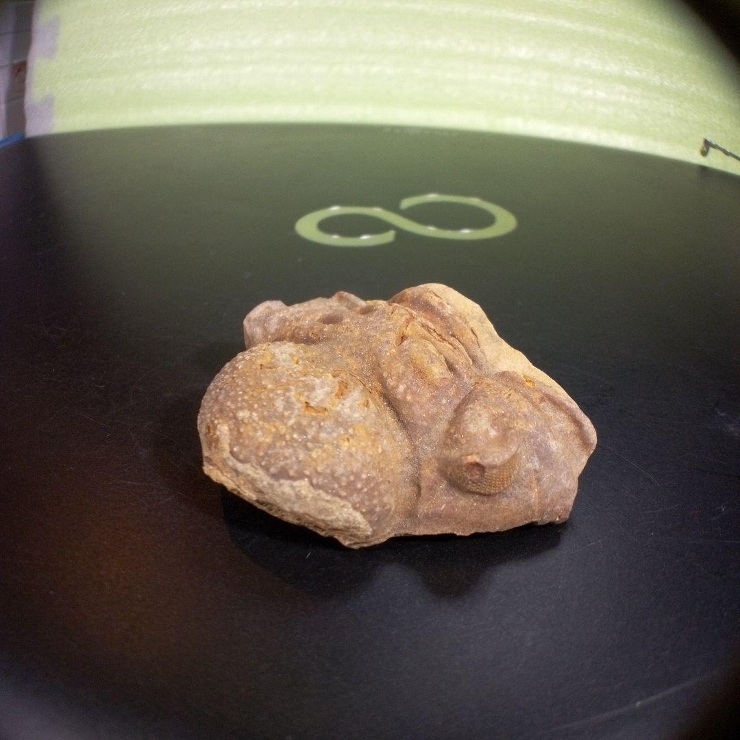 三葉虫　化石　fossil　ボリビア産　trilobite　ボリビア三葉虫郡⑤