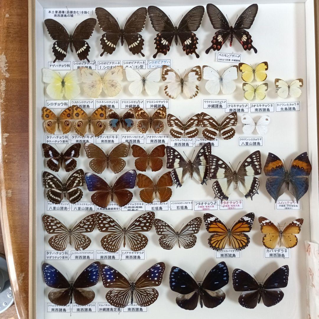 南西諸島の特産蝶47種＝希少フタオチョウ♂♀完品・コノハチョウを含む
