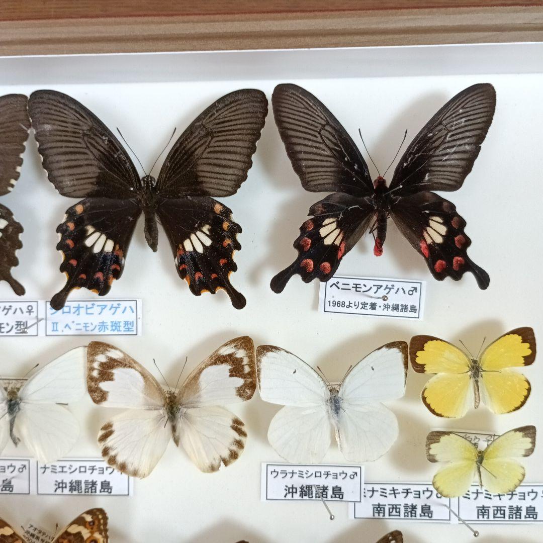 南西諸島の特産蝶47種＝希少フタオチョウ♂♀完品・コノハチョウを含む