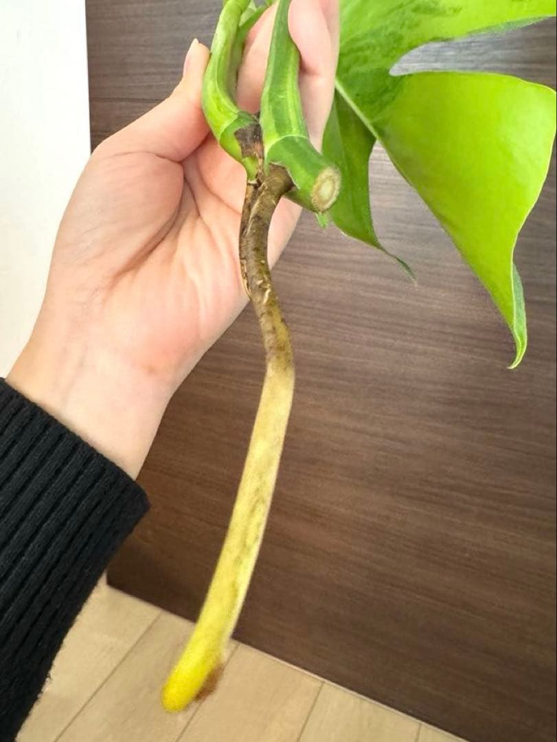 【超希少】モンステラ デリシオーサ イエローマリリン 3葉付き 極斑入り最高級