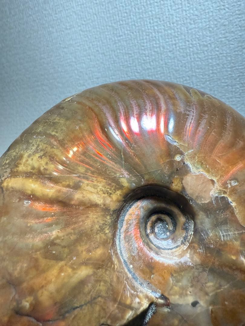 超大天然斑彩螺　アンモナイト化石　繁栄と調和をもたらす風水　虹大量あり　台座付き