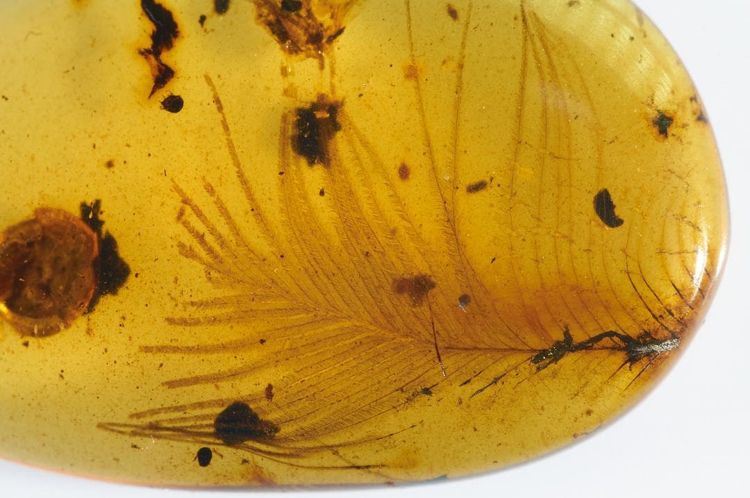 レア極上品 PA0009虫入り琥珀化石　ミャンマーカムティかタナイ9900万年前