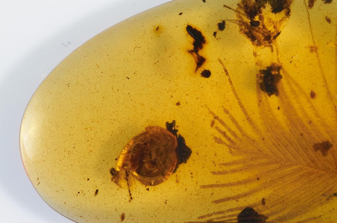 レア極上品 PA0009虫入り琥珀化石　ミャンマーカムティかタナイ9900万年前