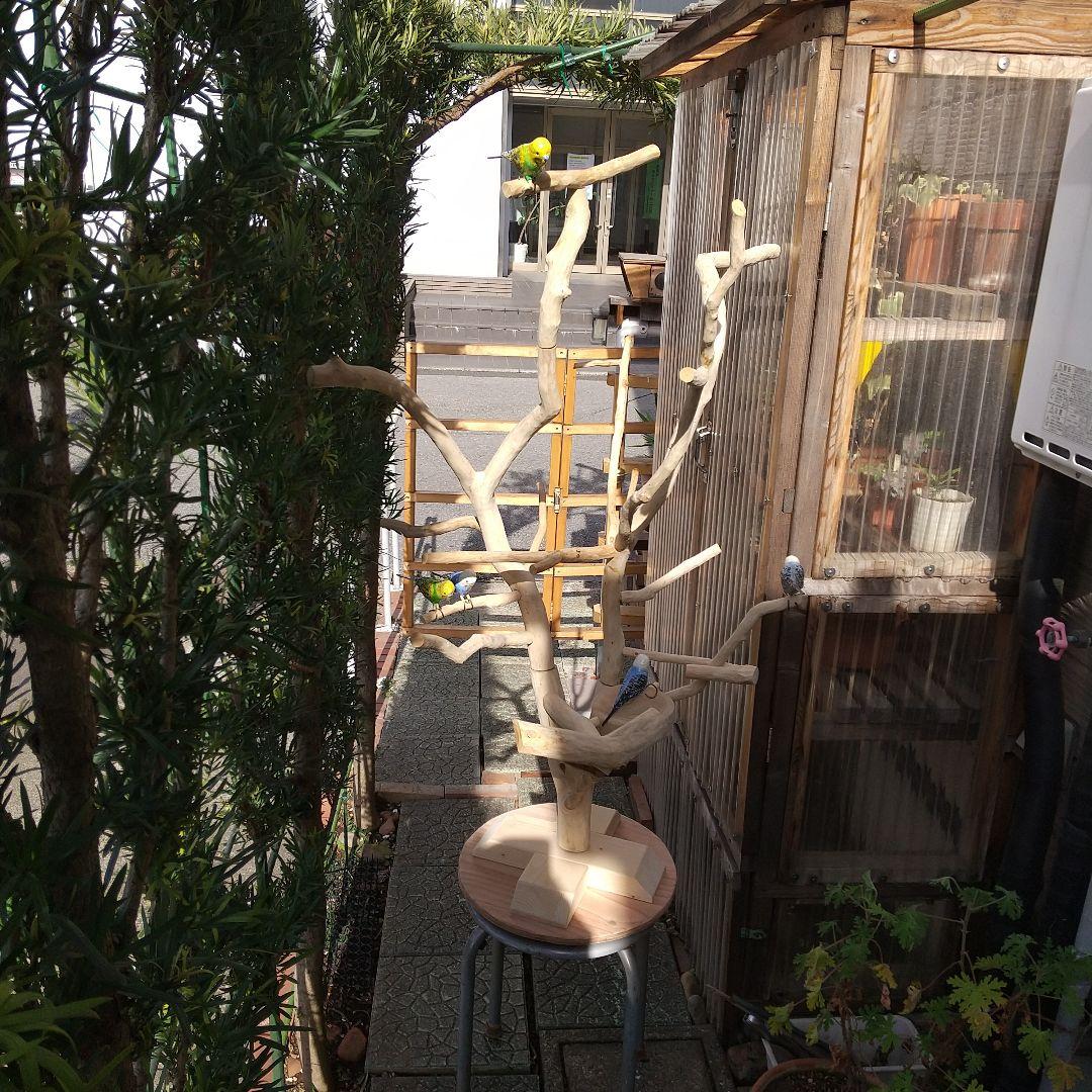 インコバードアスレチックジム楽園シリーズ⑤