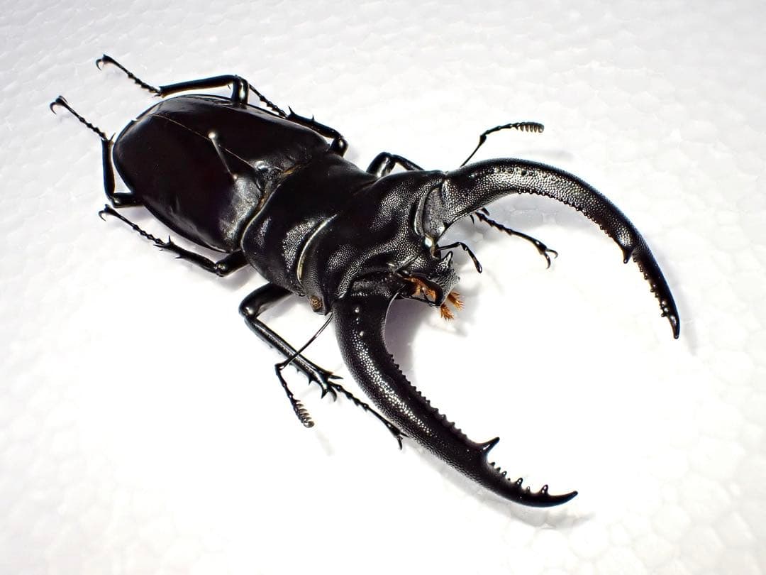 【標本】リノケロスフタマタクワガタ　スマトラ島産　98.0ミリ　野外品