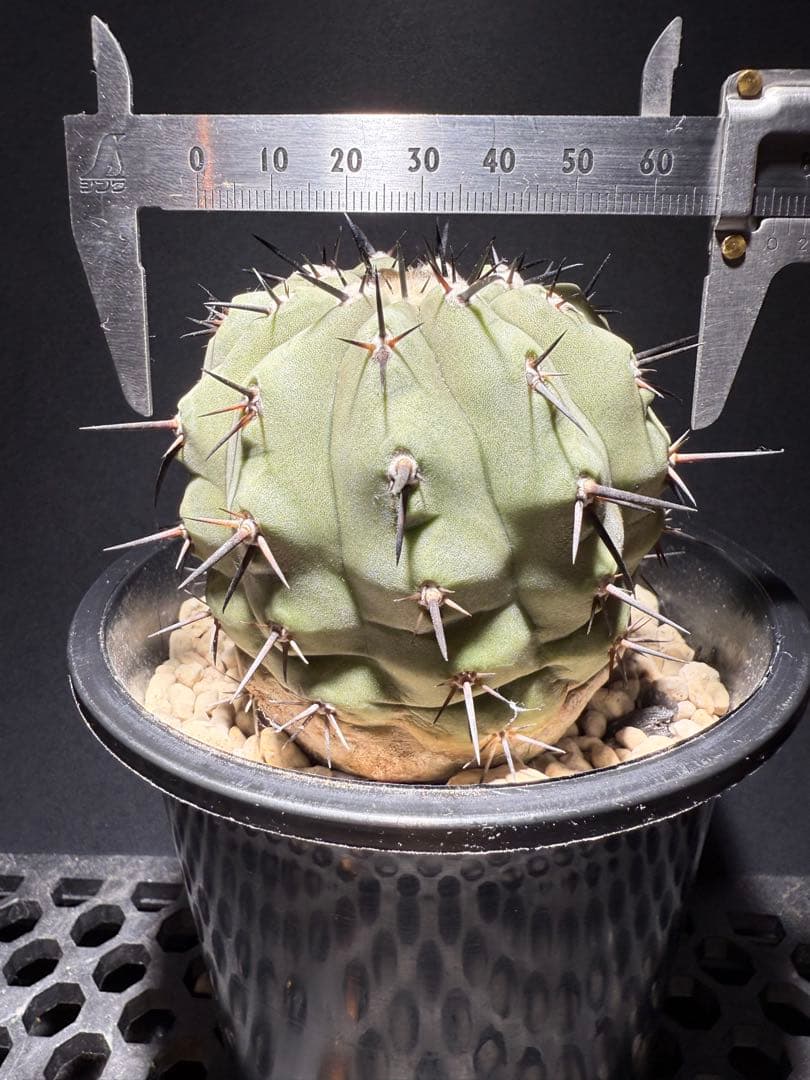 週末限定価格！黒王丸　白肌　厳選　コレクション　多陵　シネレア　特大