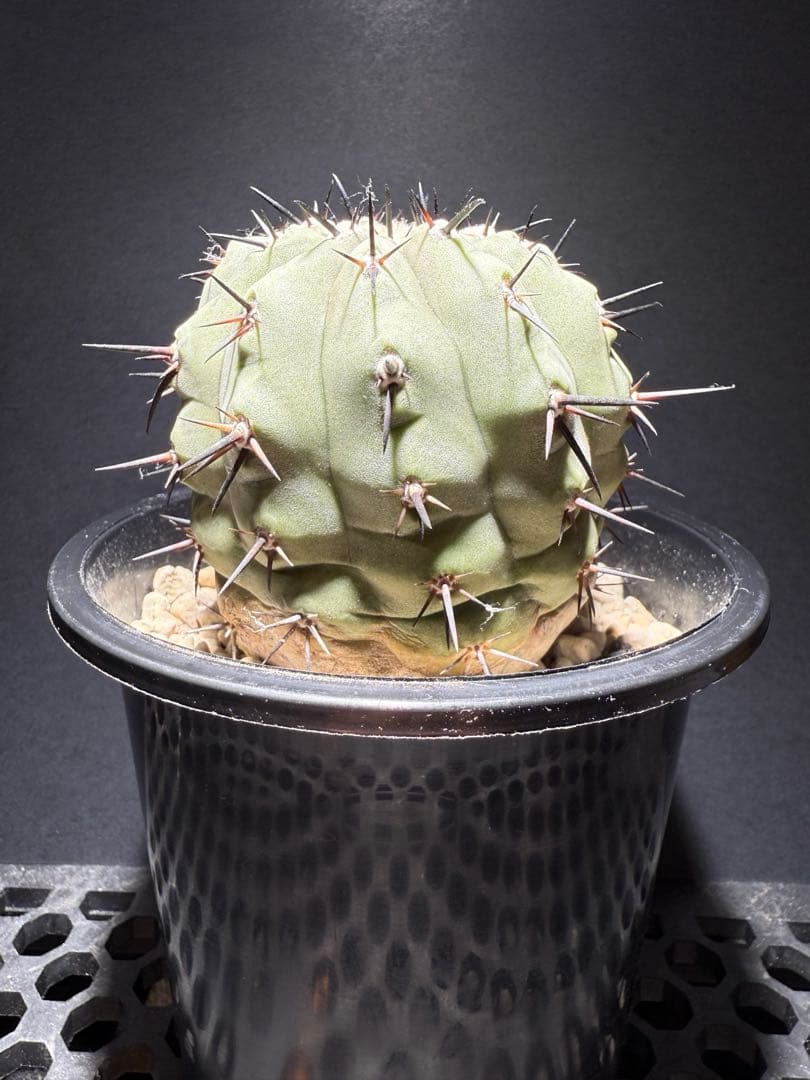 週末限定価格！黒王丸　白肌　厳選　コレクション　多陵　シネレア　特大