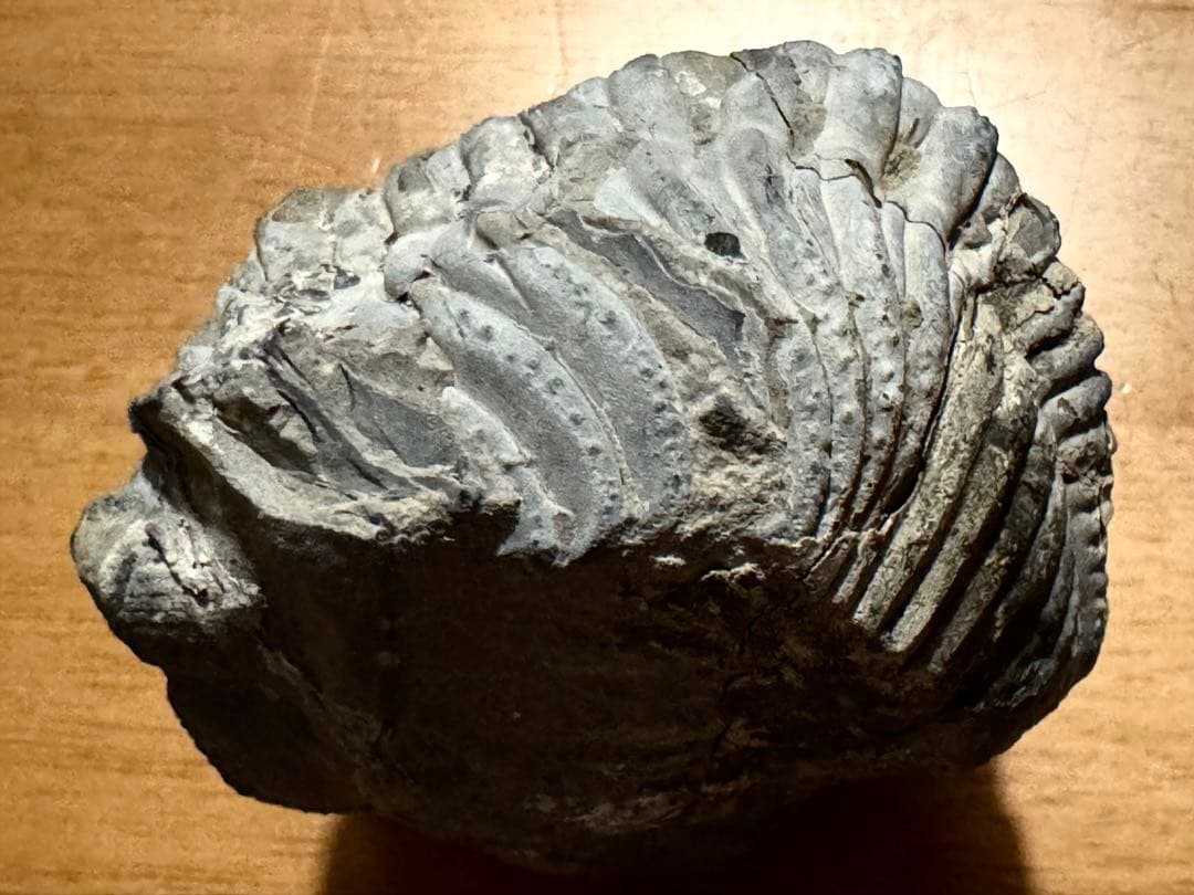 値下げ！三葉虫大型化石／母岩付 約9.5cm 640g 希少古生代デボン紀相当