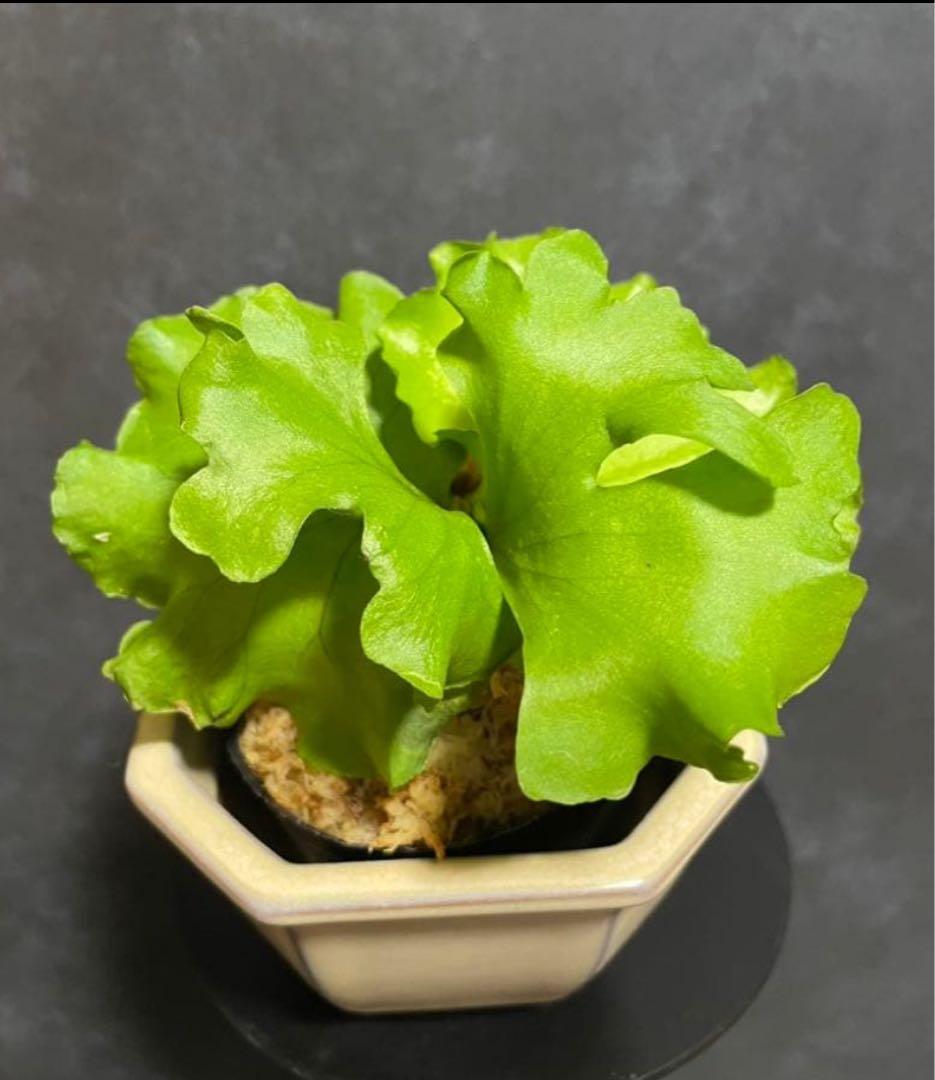 【おまとめ買い】リドレイ　モンキーキング