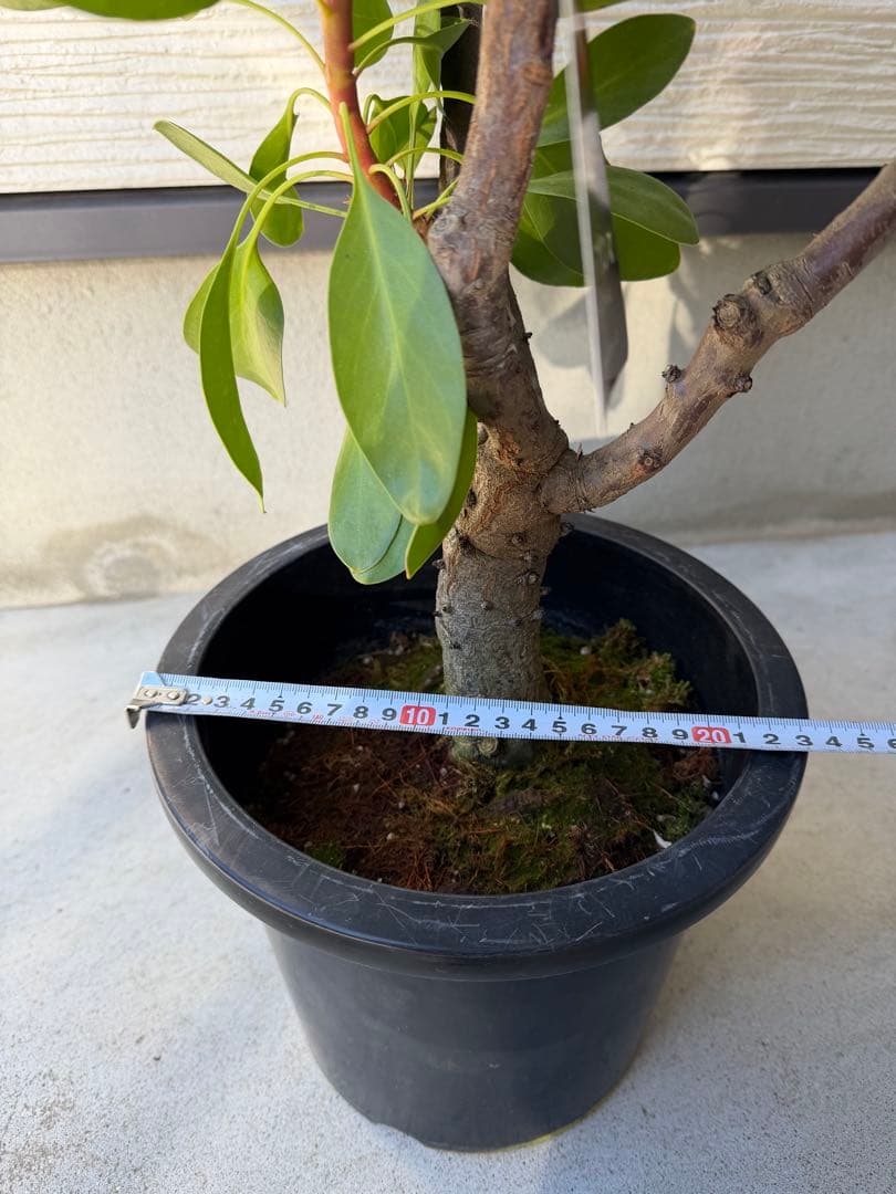 【年始セール】プロテア・リトルプリンス /大株 シナロイデス 1/12撮影