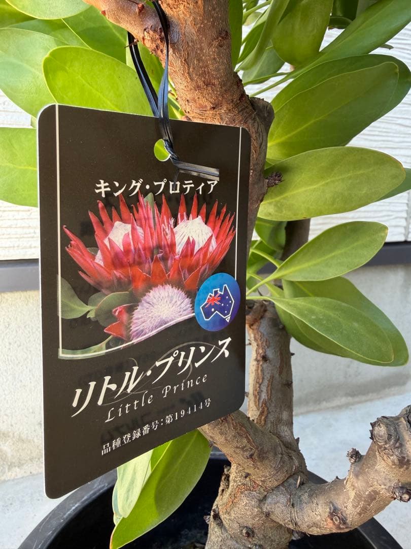 【年始セール】プロテア・リトルプリンス /大株 シナロイデス 1/12撮影