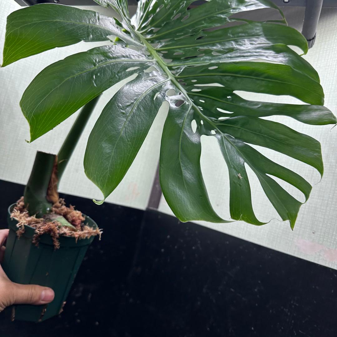 k*u様 モンステラデリシオーサマクロコズム超希少系統鉢植え