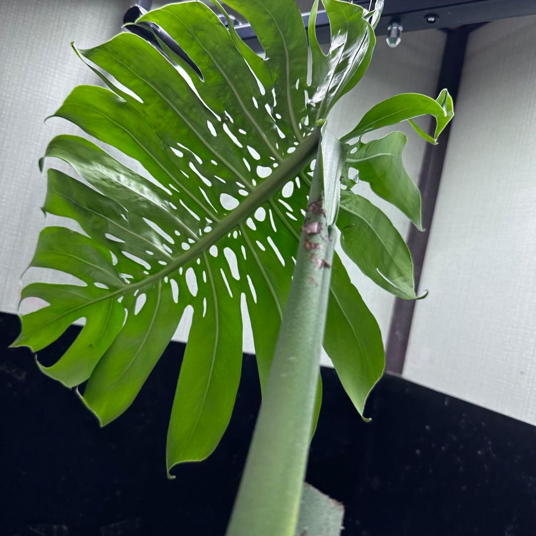 k*u様 モンステラデリシオーサマクロコズム超希少系統鉢植え