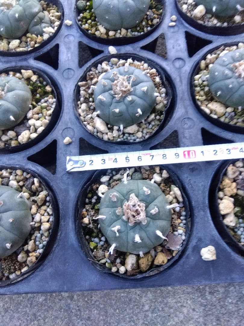 専用同梱価格　烏羽玉10株鉢つき　3号サイズ