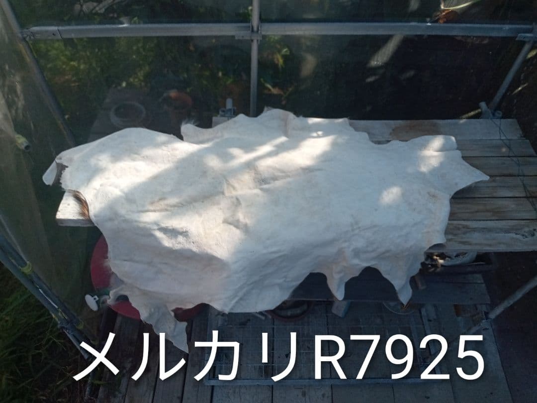 天然日本鹿　夏毛　毛皮