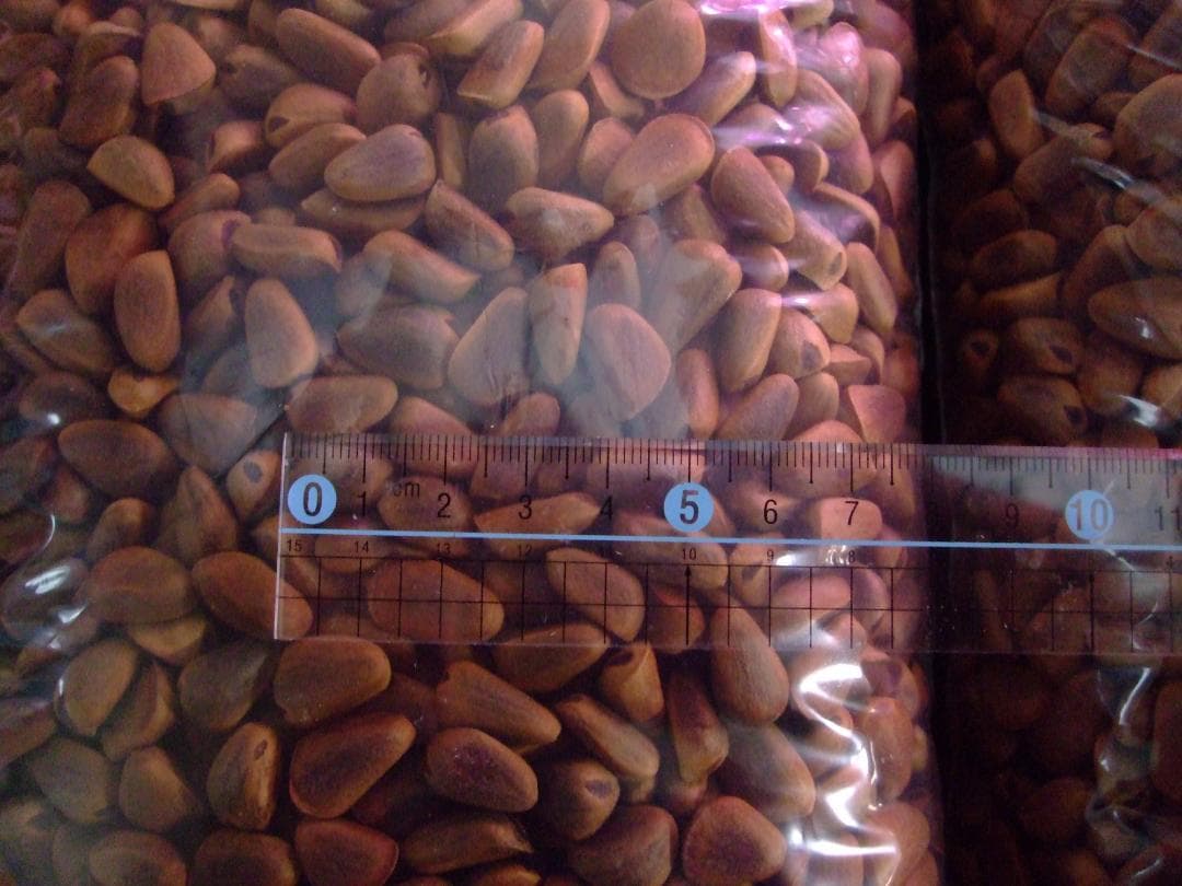 【オウム・インコのおやつ】 北海道産 天然 松の実 3.0kg 木の実