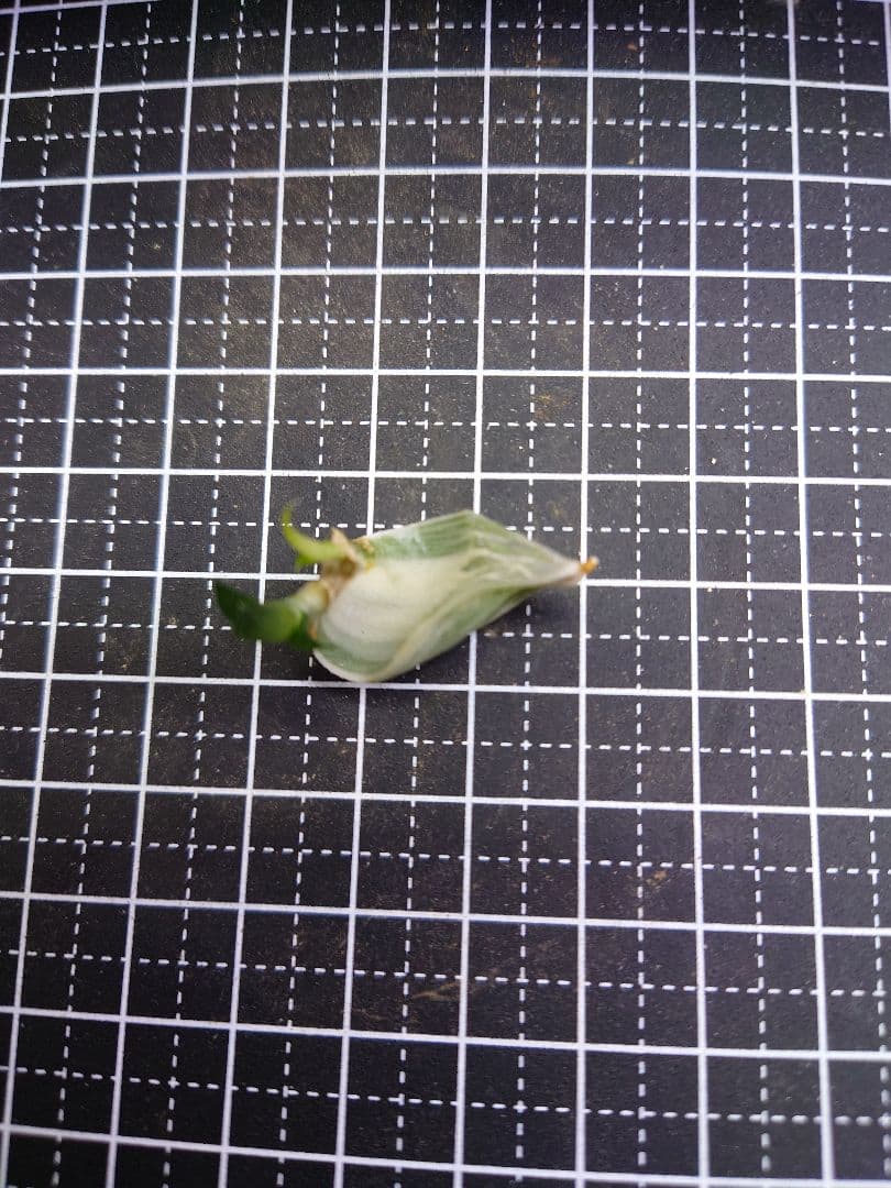 【白蛇伝】葉挿し　2個発芽済み！