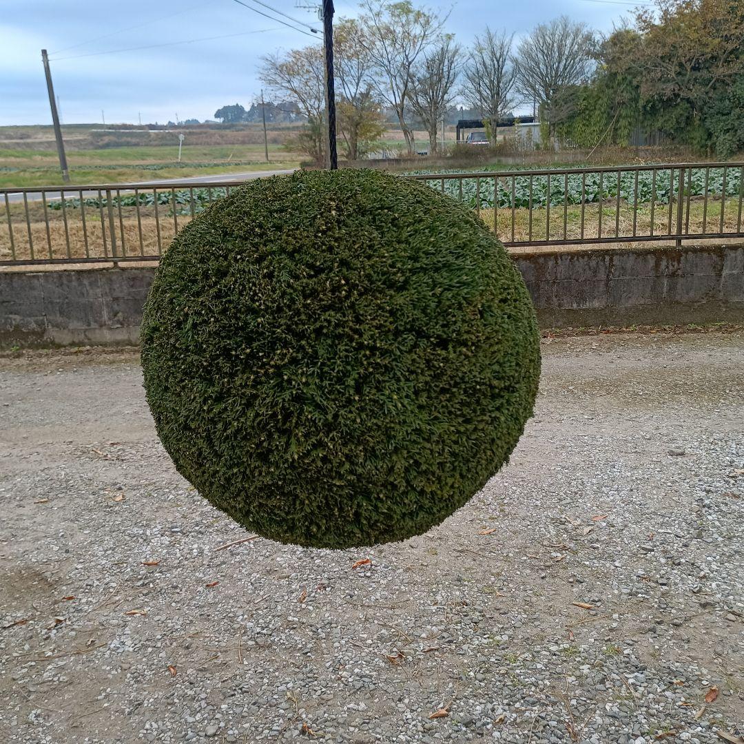 杉玉　直径38ｃｍ　重さ約5kg