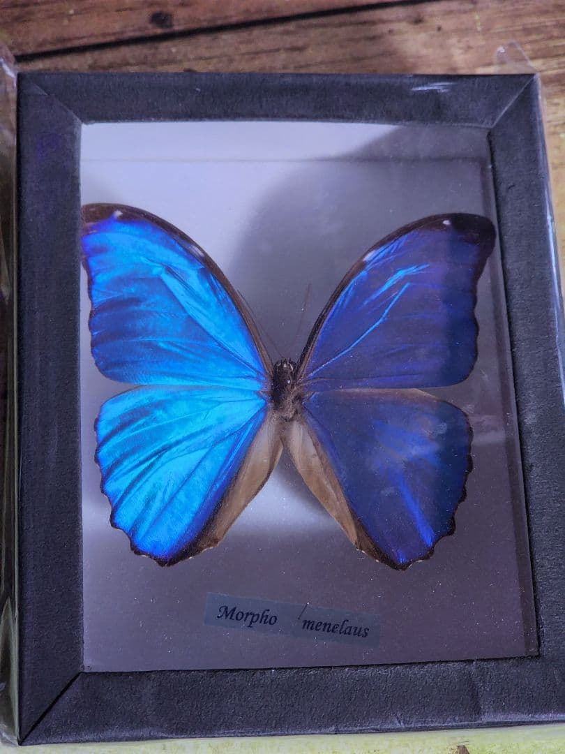 メネラウスモルフォ　蝶々　標本