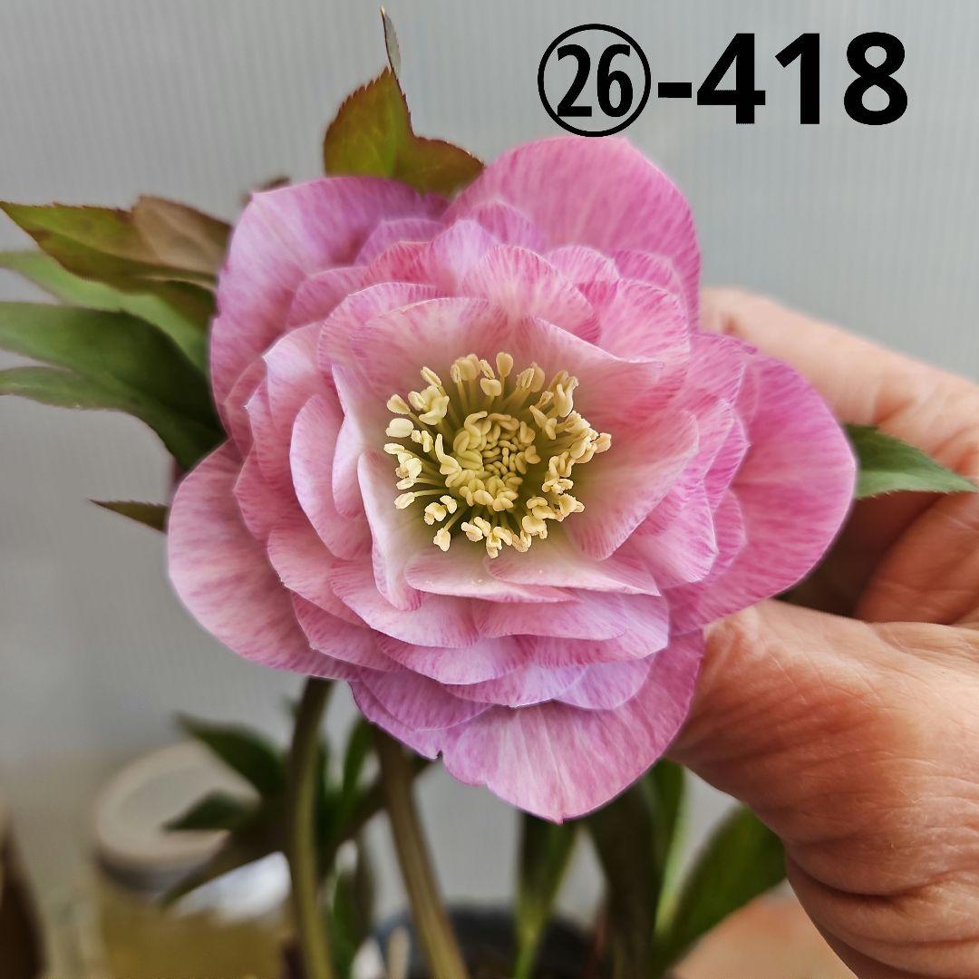 ㉖-418クリスマスローズ