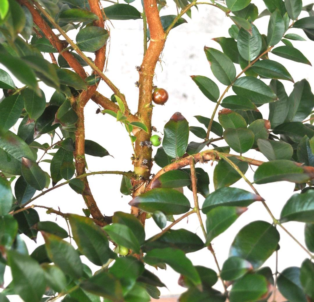 実付き ジャボチカバ 8号 大葉 四季生り 160cm