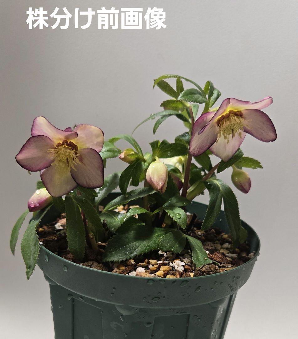 な*ず様 クリスマスロース株分け(大木ナーサリー　フジタ交配)