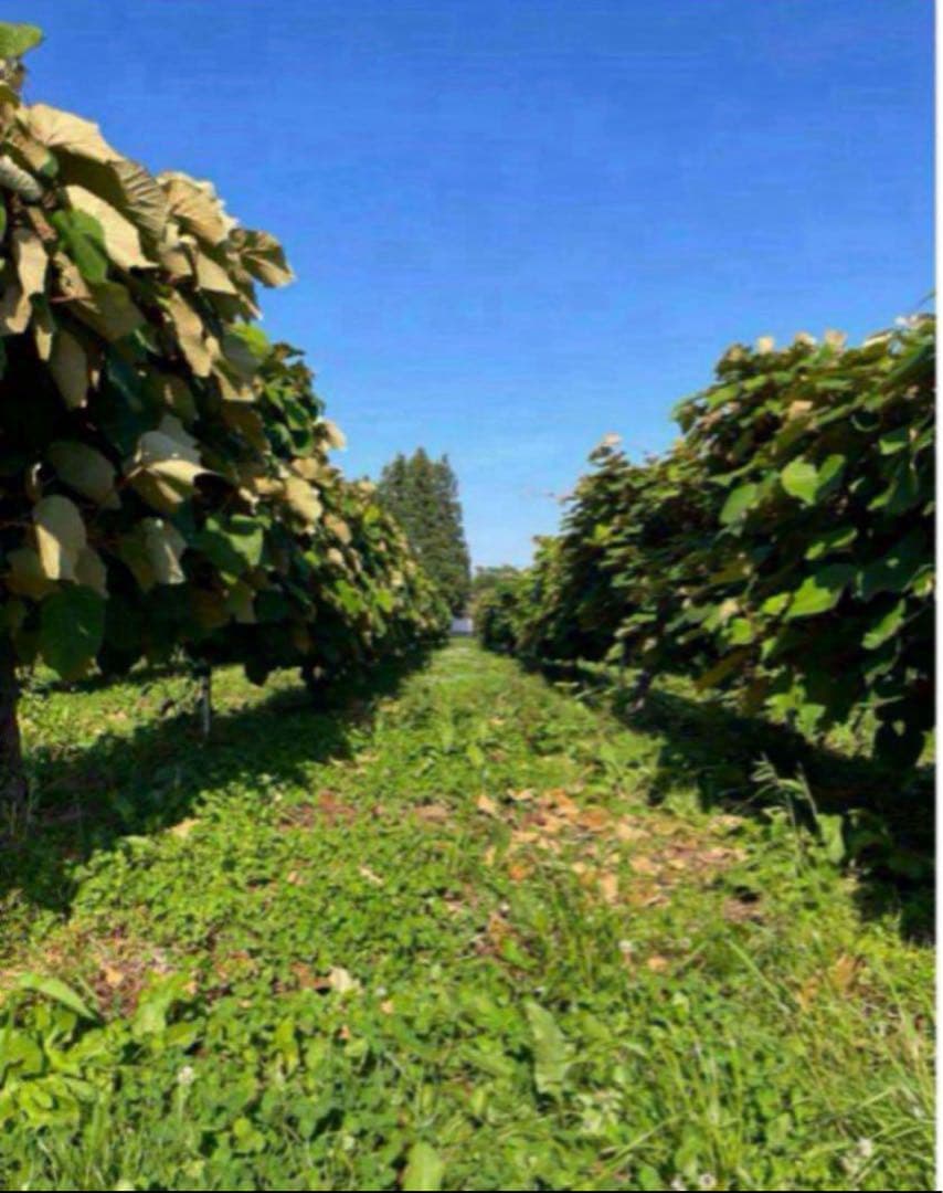 しきぱす様★完熟糖度22度岩手県産山葡萄原液ジュース360ml4本三島ふじ2kg