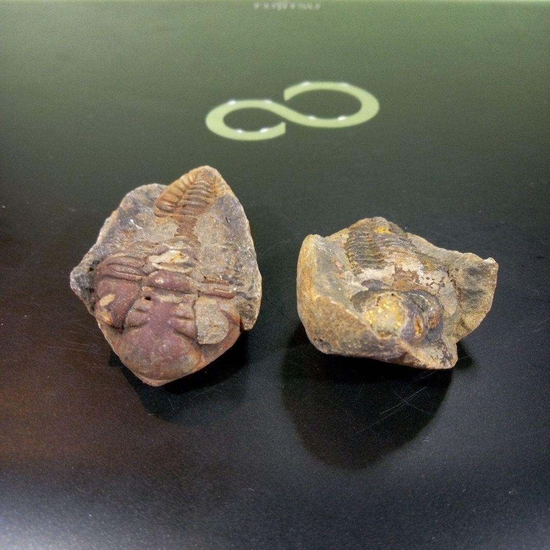 三葉虫　化石　fossil　ボリビア産　レア　Fossil識別⑩　２個セット