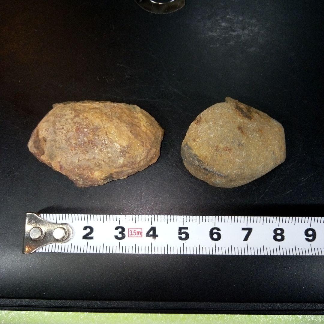 三葉虫　化石　fossil　ボリビア産　レア　Fossil識別⑩　２個セット