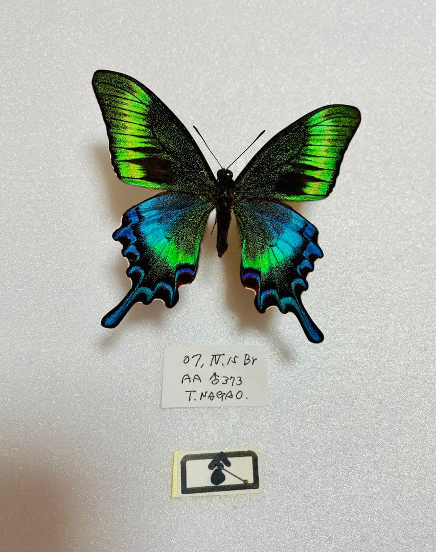 【異常型】ミヤマカラスアゲハ（ペア・北海道・飼育）