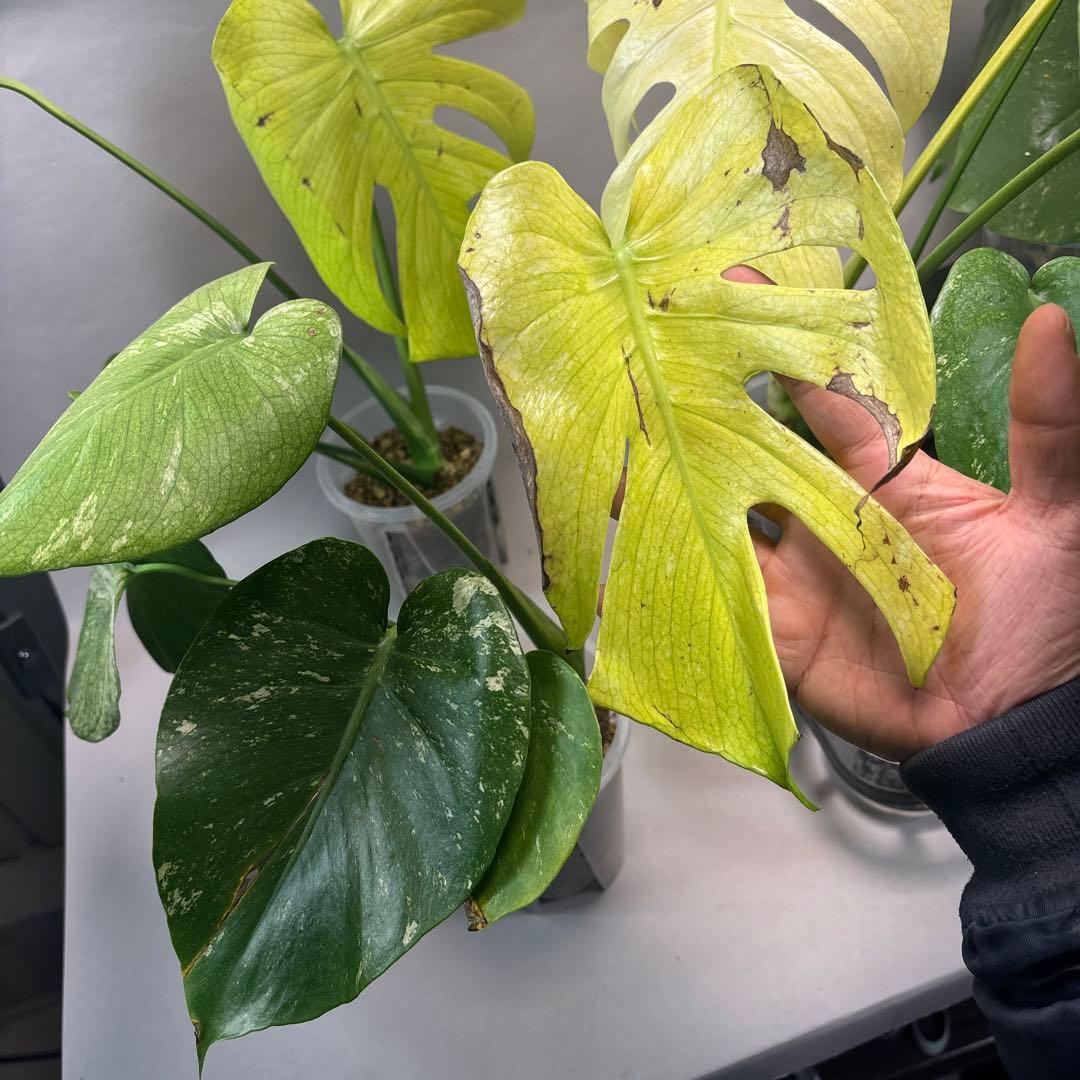 S*T様 5株セットa18【訳あり】ホワイトモンスター／天津蘭 モンステラ斑入り