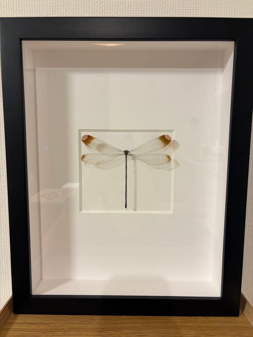 クリストファーマーレー　標本　イトトンボ　Amber Damselfly