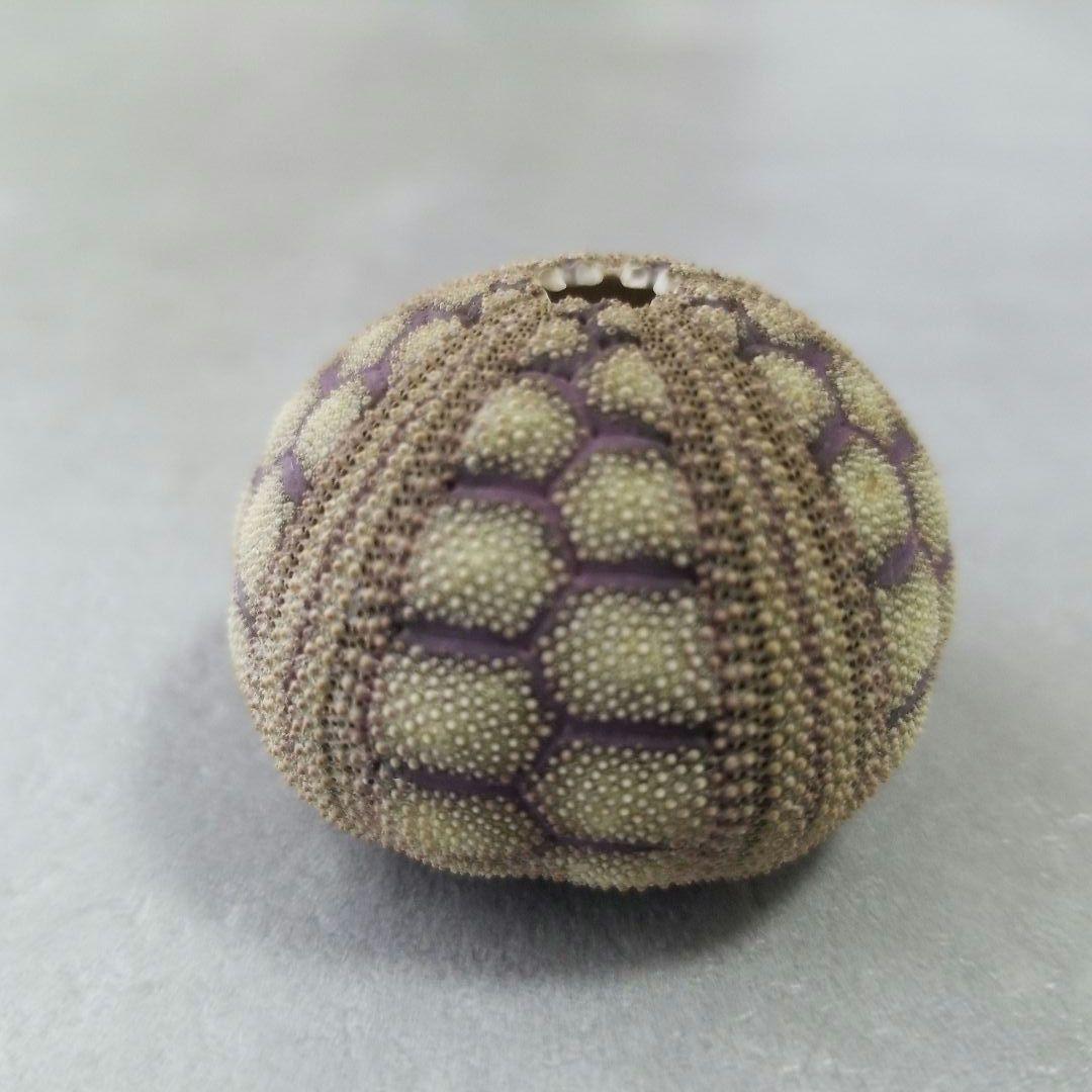 Microcyphus rousseaui　ウニ　殻　大