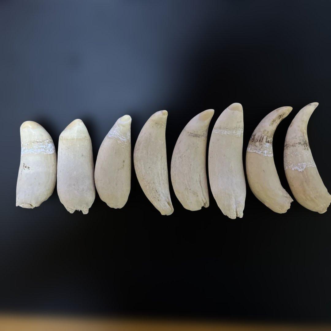 マッコウクジラ　雌歯