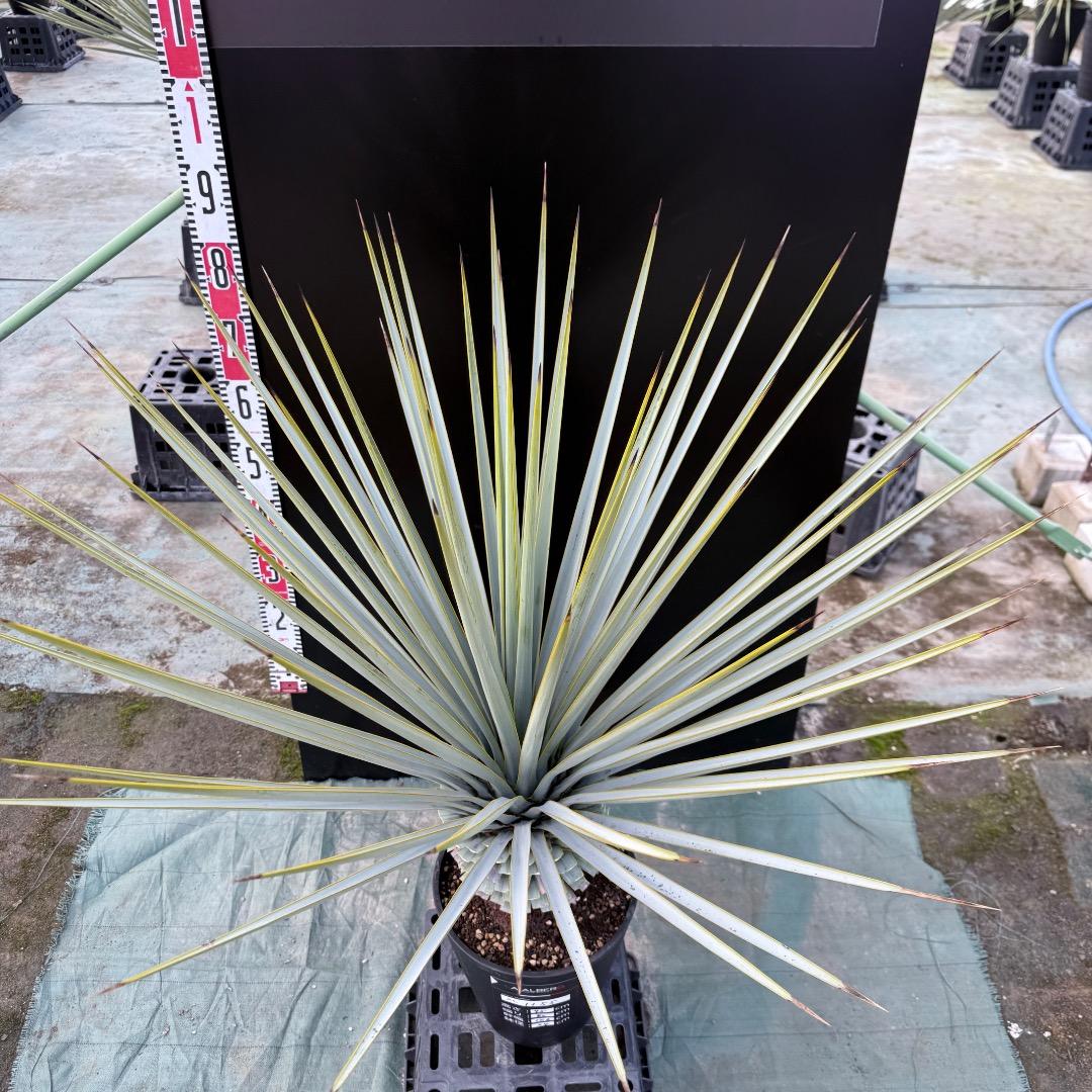 【AL1155】ユッカ　リギダ