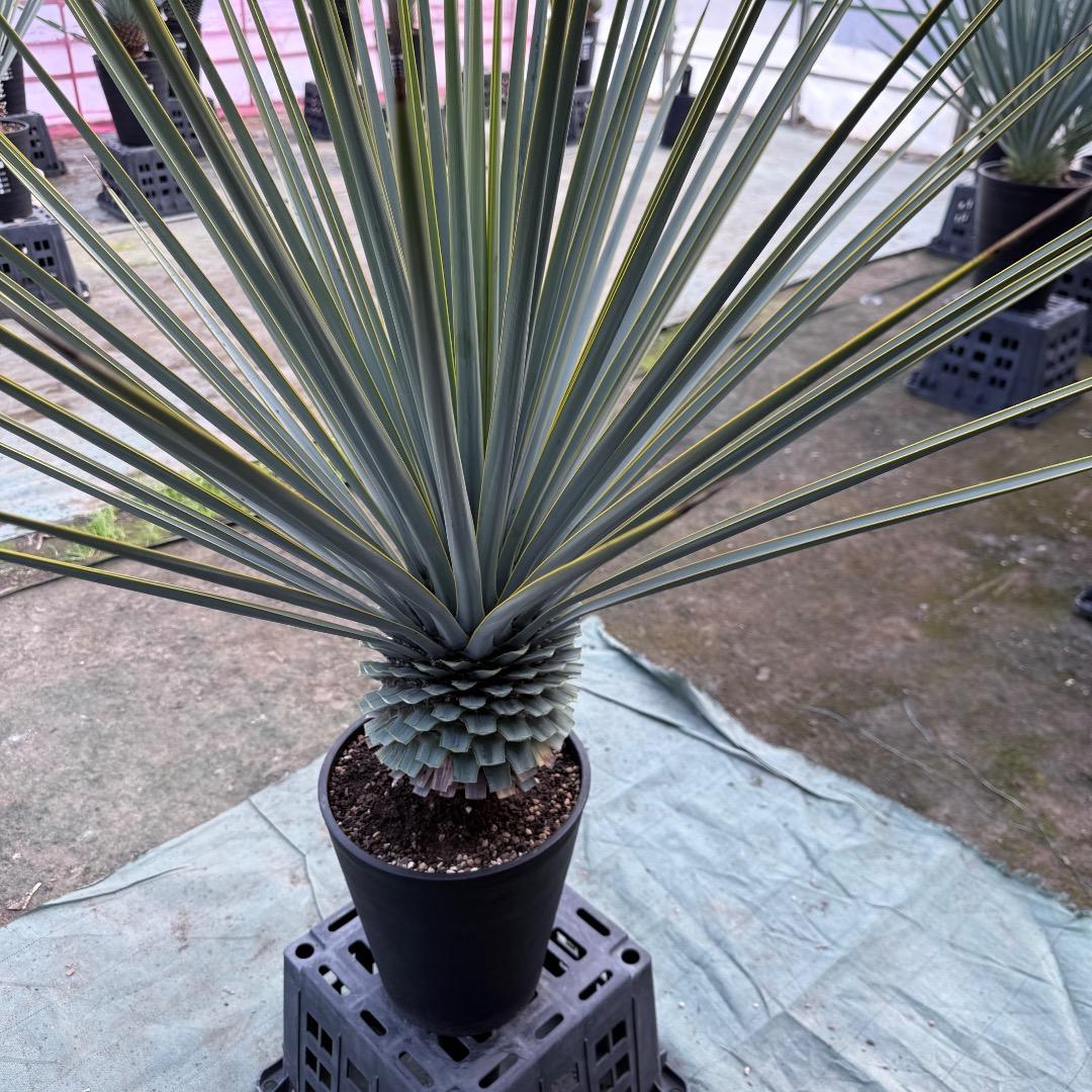 【AL1155】ユッカ　リギダ